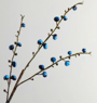 Begonia fruit-blue