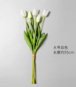 Tulip