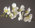 Phalaenopsis-white