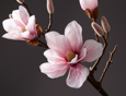 Pink fleshy magnolia-pink