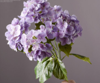 Hydrangeas-purple