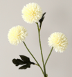 Ball chrysanthemum-white